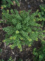 Photos Ilex crenata