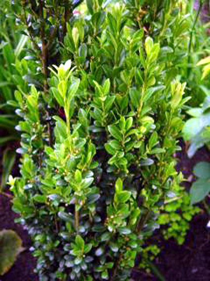 Photos Ilex crenata - Japanese holly