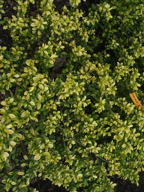 Photos Ilex crenata - Japanese holly