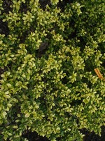 Photos Ilex crenata
