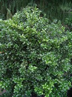 Photos Ilex crenata