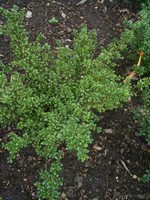 Photos Ilex crenata