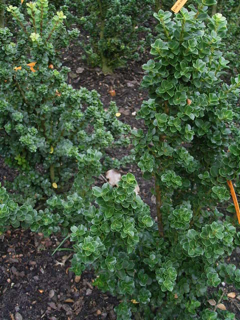 Photos Ilex crenata - Japanese holly