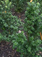 Photos Ilex crenata