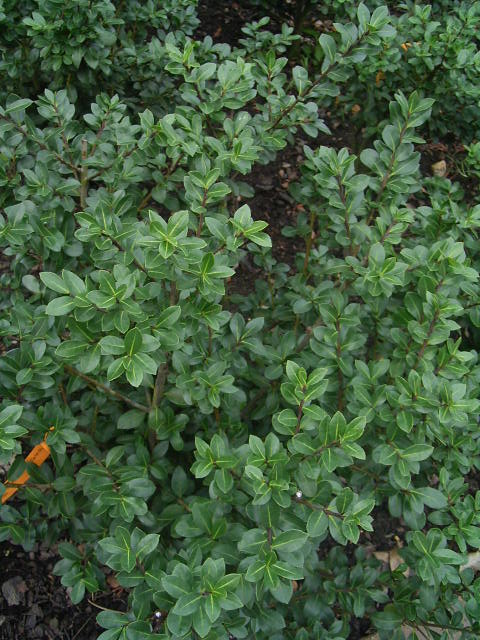 Photos Ilex crenata - Japanese holly