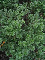 Photos Ilex crenata