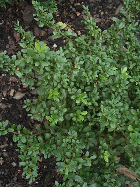 Photos Ilex crenata - Japanese holly