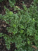 Photos Ilex crenata