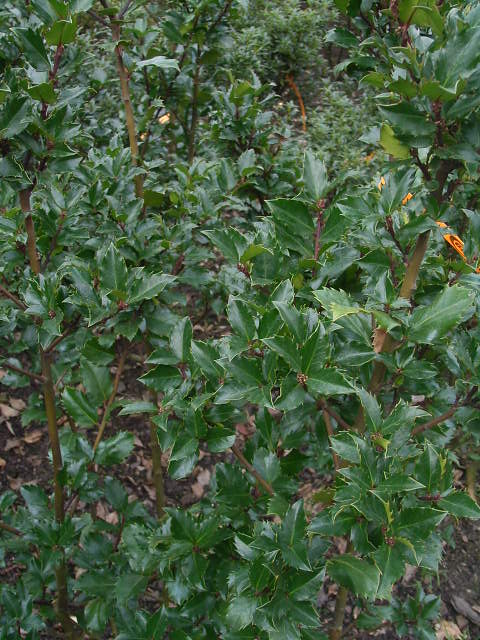 Photos Ilex x meserveae - English holly