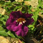 Incarvillea delavayi - Garten-Gloxinie