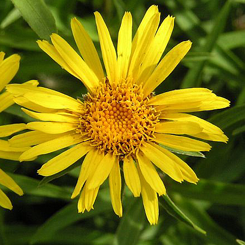 Photos Inula ensifolia - 