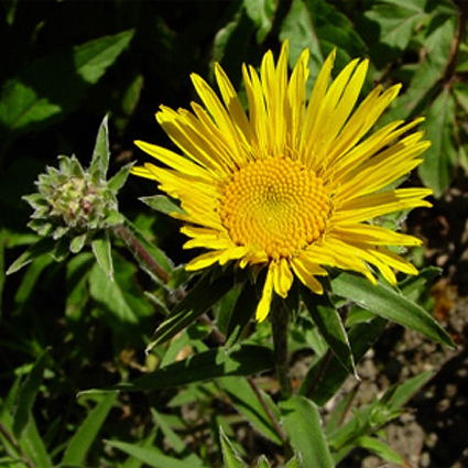 Fotos Inula ensifolia - 