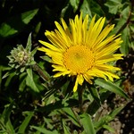 Photos Inula ensifolia