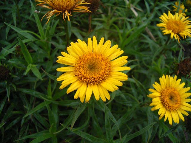 Photos Inula ensifolia - 