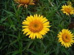 Photos Inula ensifolia