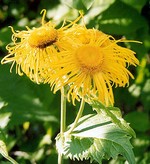 Photos Inula magnifica