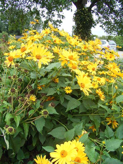 Foto Inula royleana - 