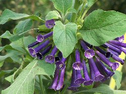 Arbusti Iochroma cyaneum