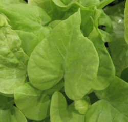 Ipomoea batatas