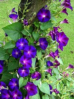 Ipomoea tricolor - Prunkwinde