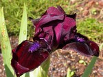 Photos Iris Barbata-Nana
