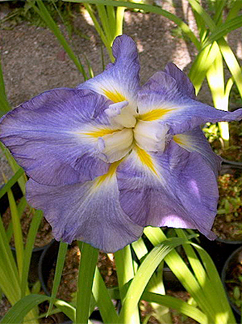 Photos Iris ensata - German iris