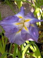 Photos Iris ensata