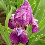 Photos Iris aphylla