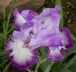 Photos Iris Barbata-Elatior