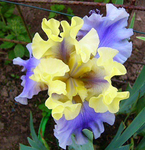 Photos Iris Barbata-Elatior - German iris