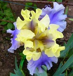 Photos Iris Barbata-Elatior