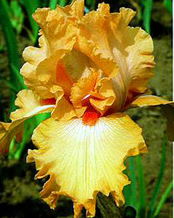 Photos Iris Barbata-Elatior - German iris
