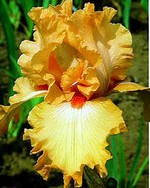 Photos Iris Barbata-Elatior