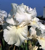 Photos Iris Barbata-Elatior