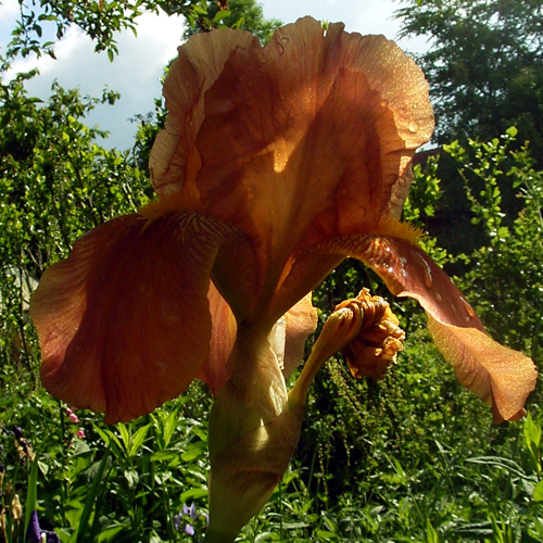 Photos Iris Barbata-Elatior - German iris