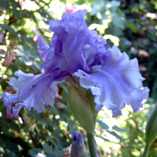 Photos Iris Barbata-Elatior - German iris