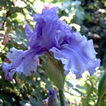 Photos Iris Barbata-Elatior