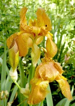 Photos Iris Barbata-Elatior