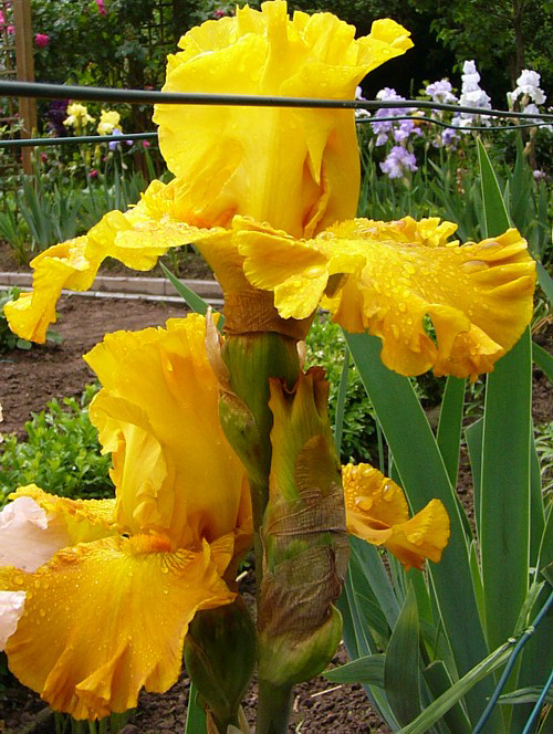 Photos Iris Barbata-Elatior - German iris