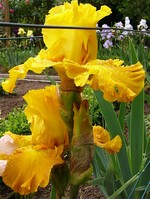 Photos Iris Barbata-Elatior