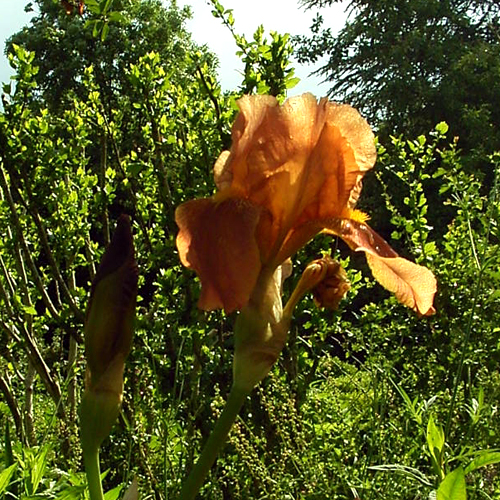 Photos Iris Barbata-Elatior - German iris