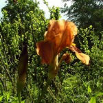 Photos Iris Barbata-Elatior