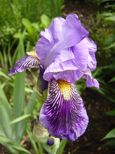 Photos Iris Barbata-Elatior - German iris