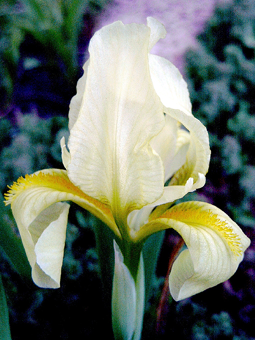 Photos Iris Barbata-Elatior - 