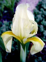 Fotos Iris Barbata-Elatior
