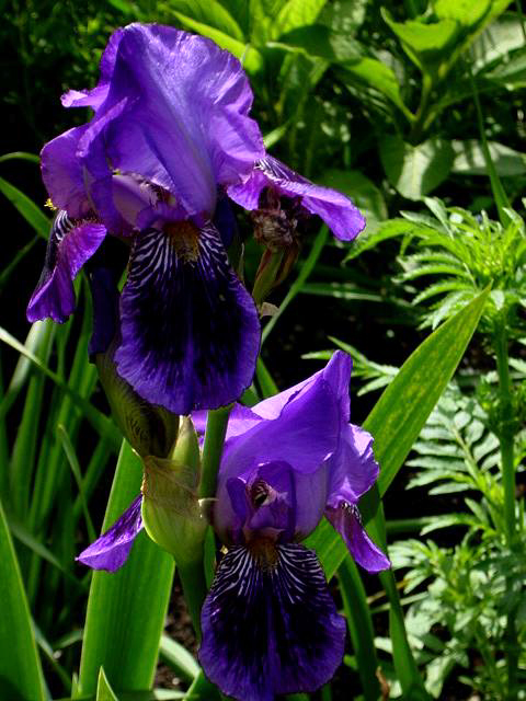Photos Iris Barbata-Elatior - German iris