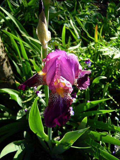 Photos Iris Barbata-Elatior - German iris