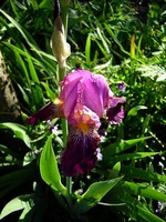 Photos Iris Barbata-Elatior