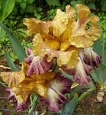 Photos Iris Barbata-Elatior