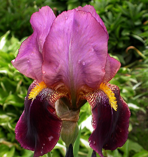Photos Iris Barbata-Elatior - German iris